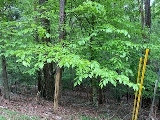 00 Lemmon Lane Property Photo 5