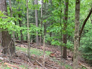 00 Lemmon Lane Property Photo 7