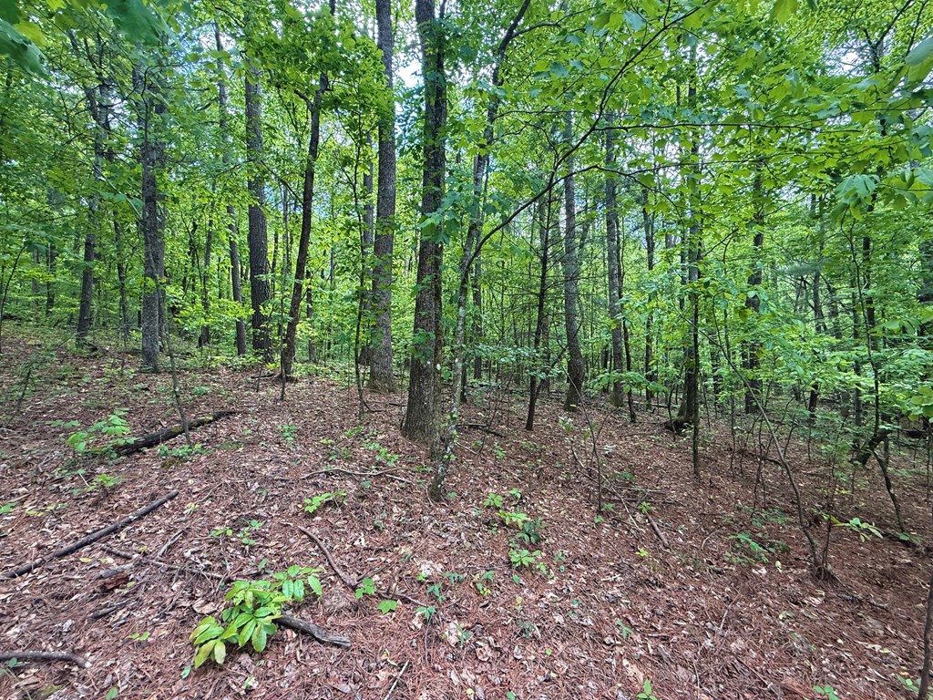 164 Reindeer Lane Property Photo 16