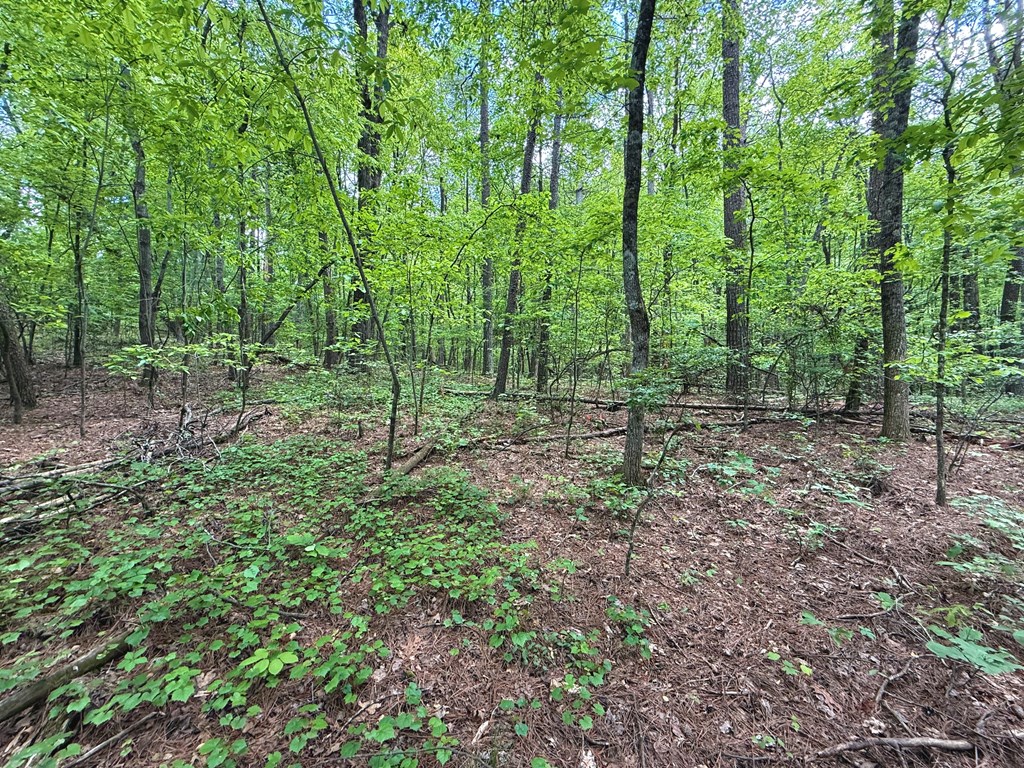 164 Reindeer Lane Property Photo 17