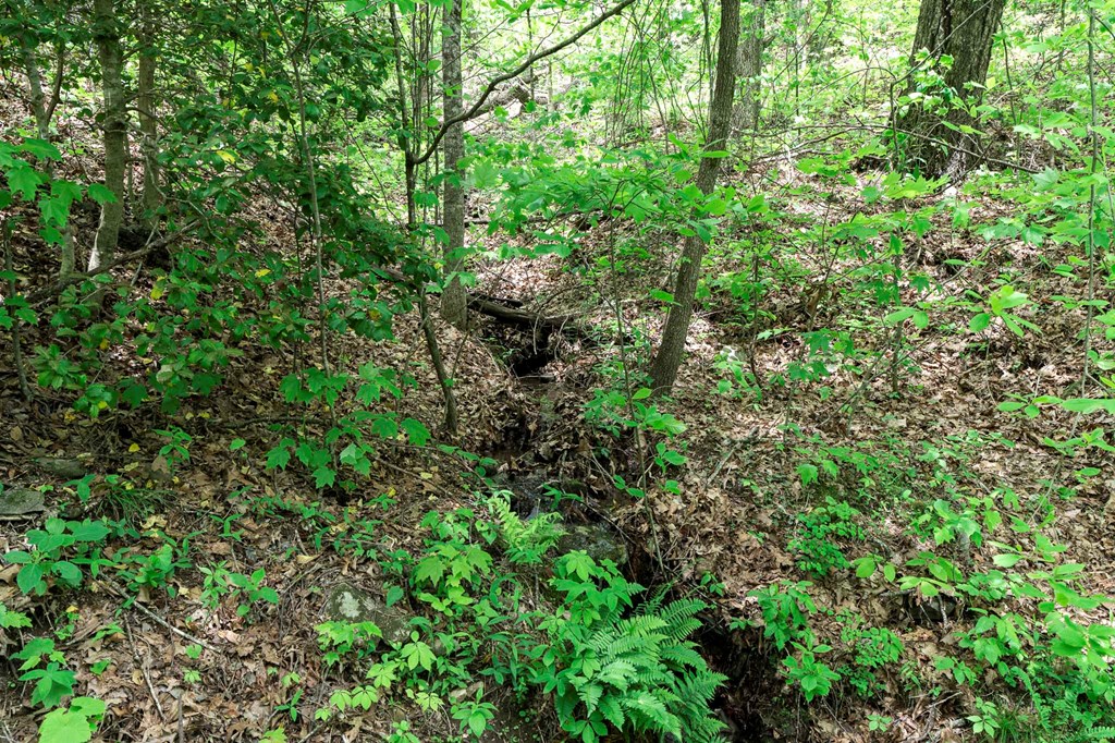 Lot 119 Outlook Road Property Photo 17