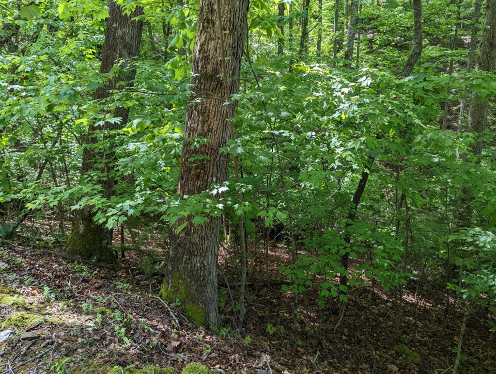 Tbd Heritage Trail Property Photo 3
