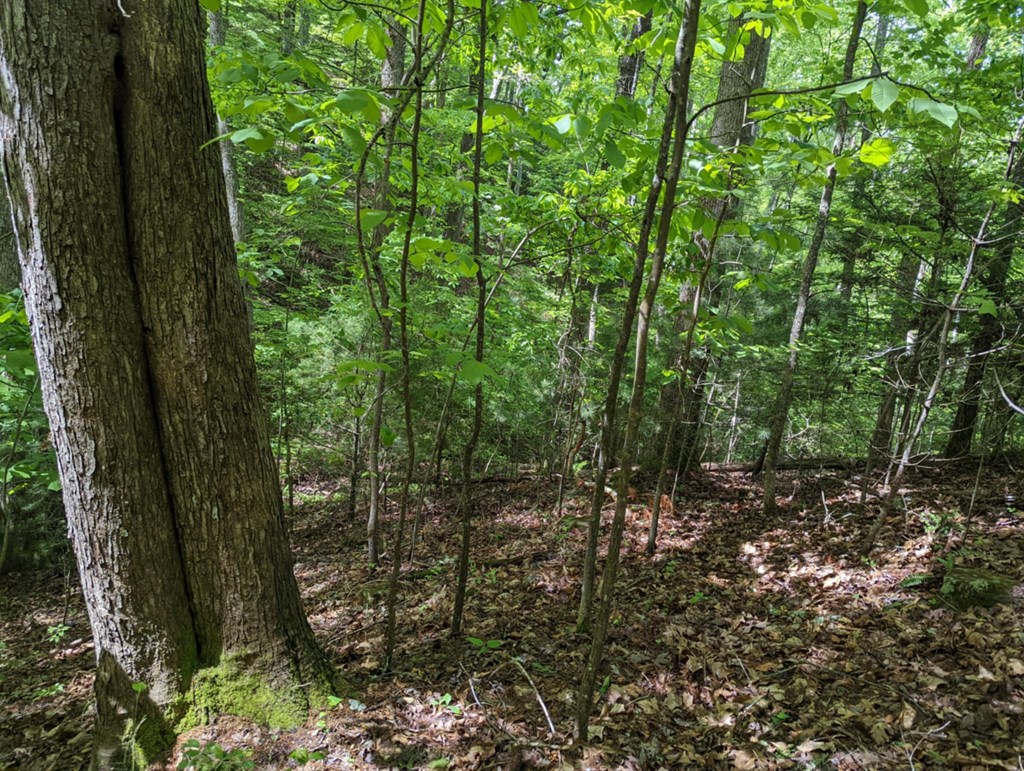 Tbd Heritage Trail Property Photo 6