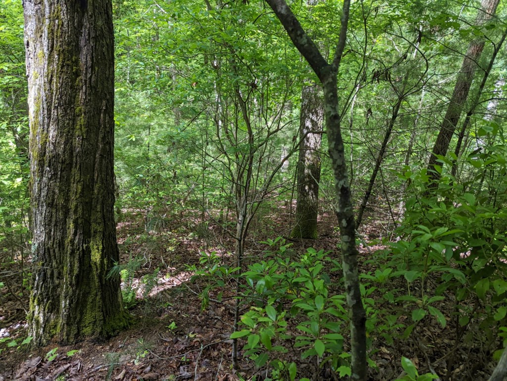 Tbd Heritage Trail Property Photo 12