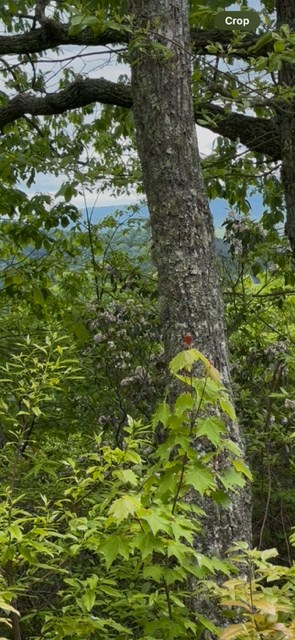 16 Ac Campbell Cove Creek Property Photo 2