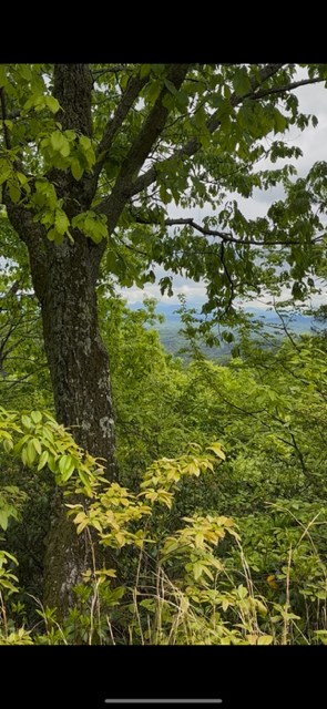 16 Ac Campbell Cove Creek Property Photo 3