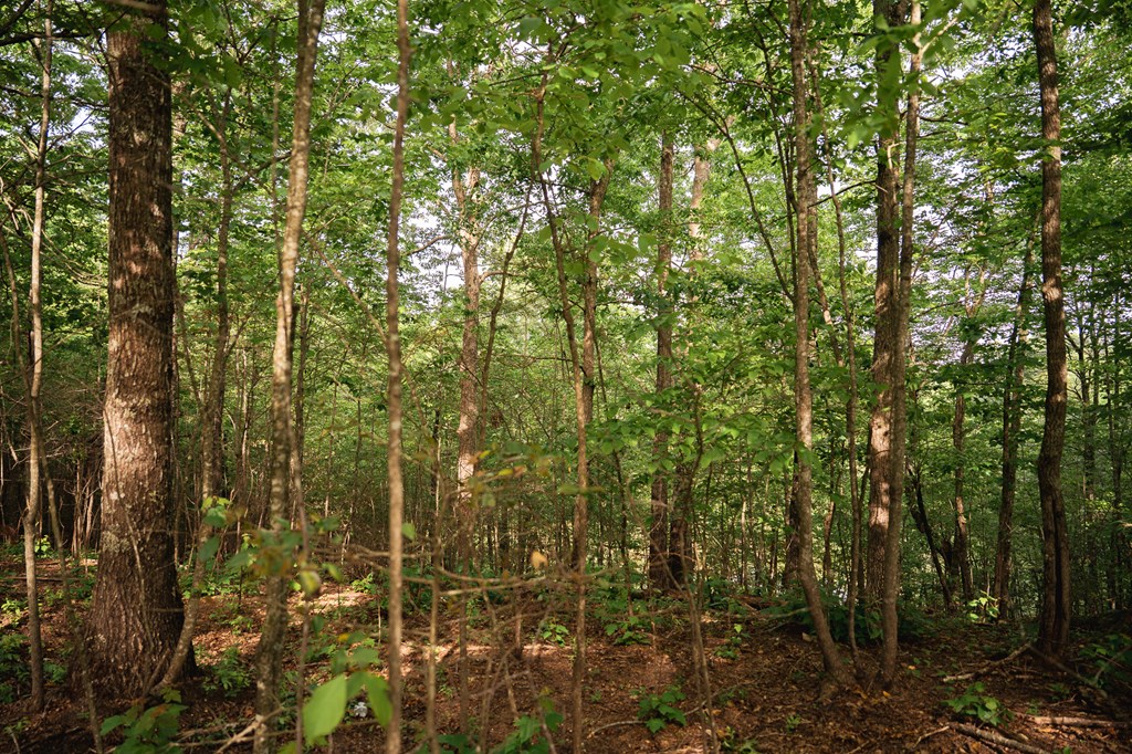 0 Century Lane Property Photo 19