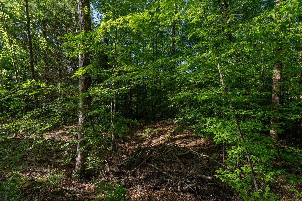 2.52 Ac Us Hwy 76 W Property Photo 11