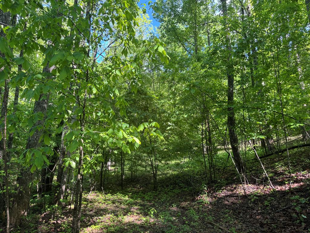 Lot 42 Meadow Brooke Property Photo 4