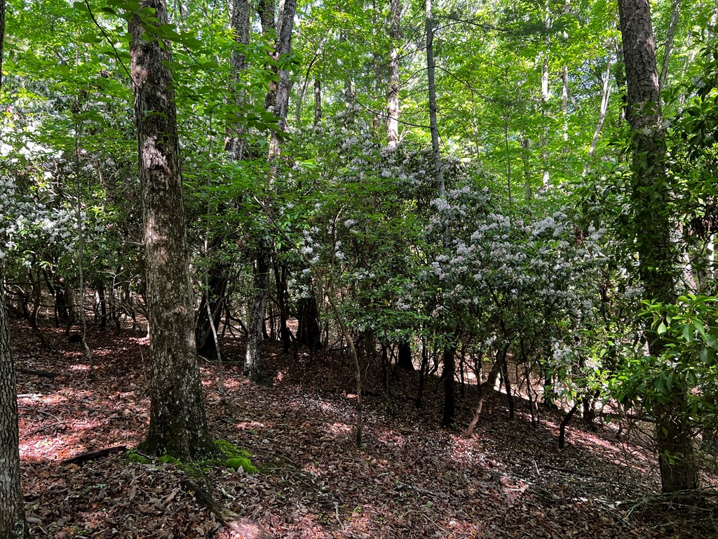 3.52 Ac Payne Way Property Photo 13