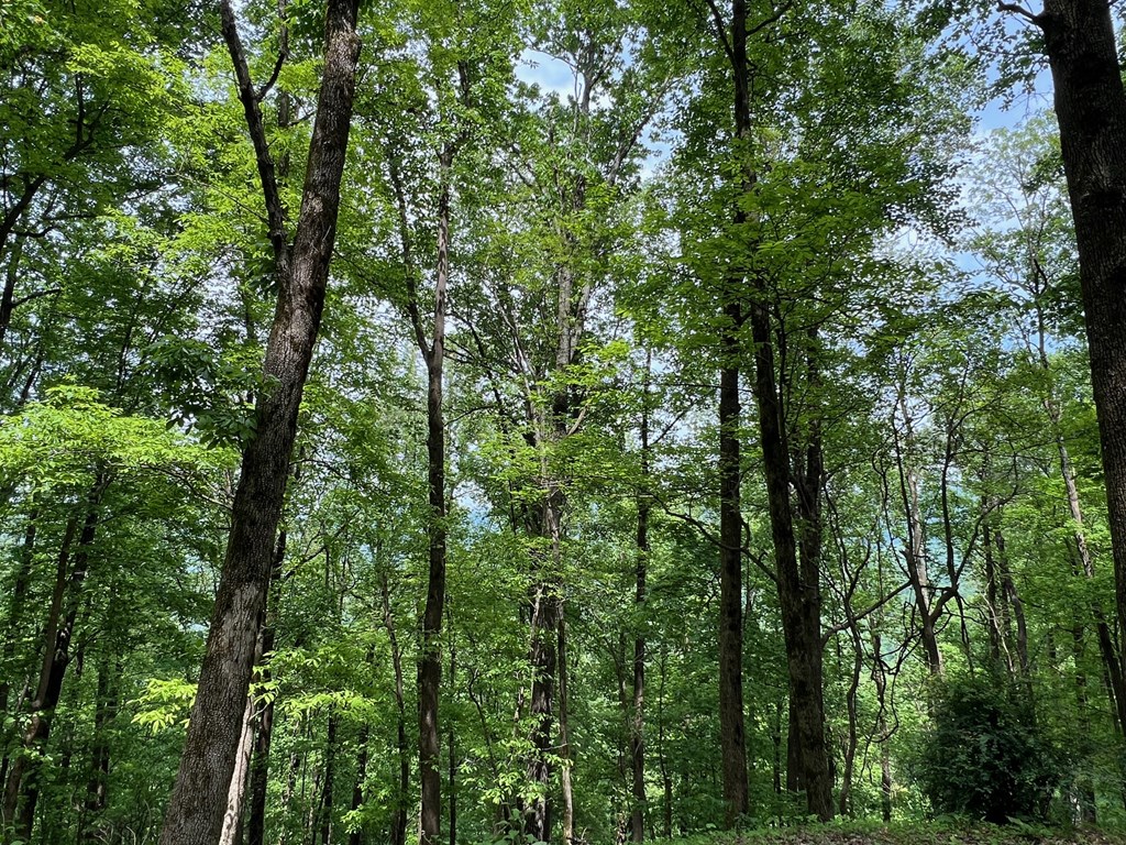 M163 Walnut Ridge Property Photo 18