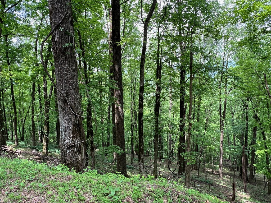 M164 Walnut Ridge Property Photo 3