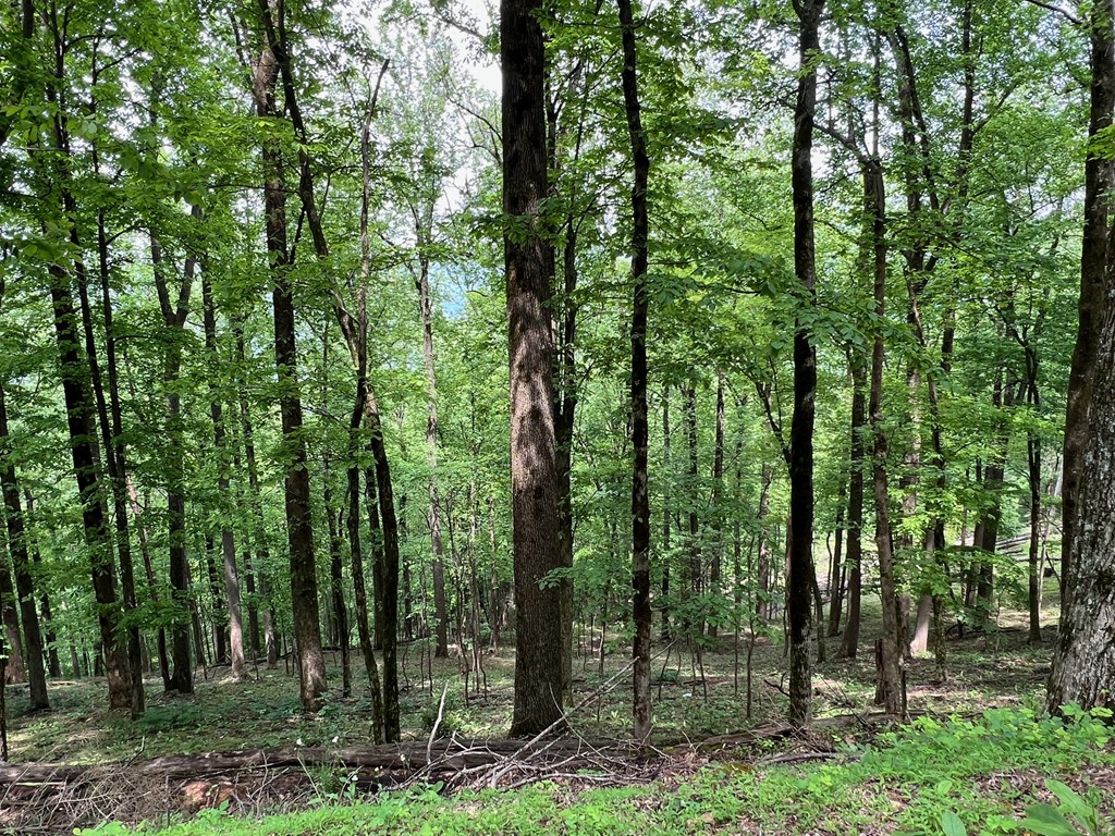 M164 Walnut Ridge Property Photo 5