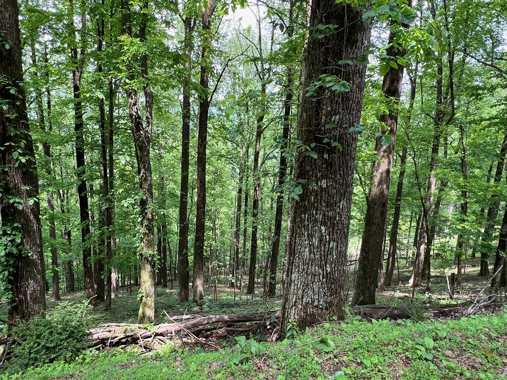 M164 Walnut Ridge Property Photo 6