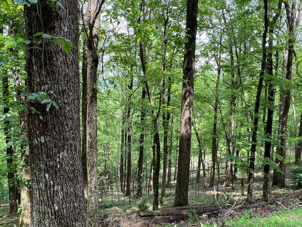 M164 Walnut Ridge Property Photo 7