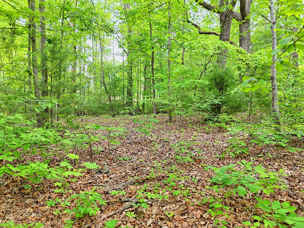 Lot 14 Old Hwy 64e Property Photo 2