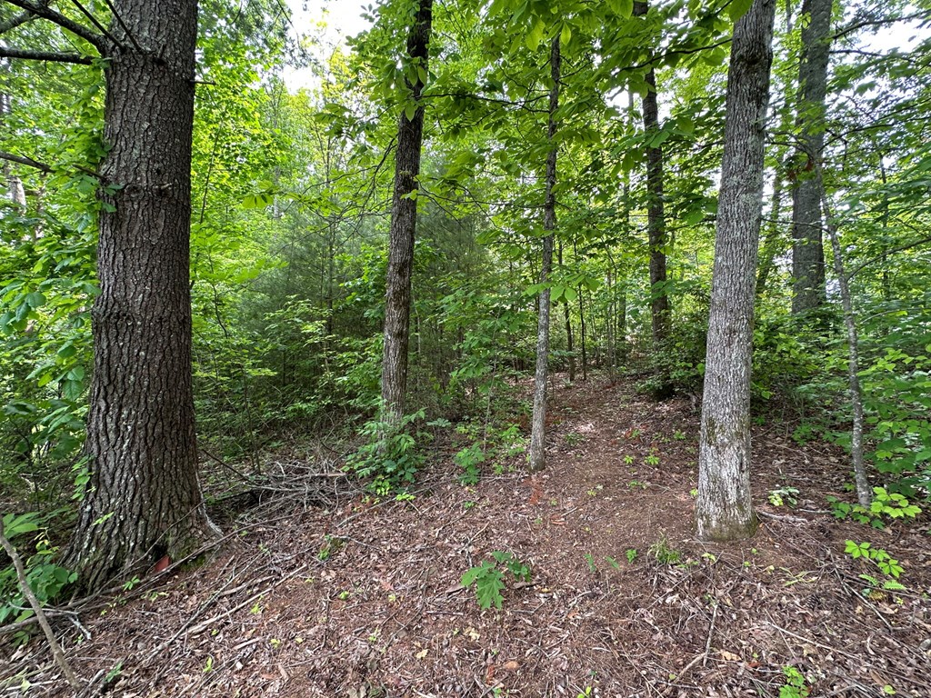 Lot 14 Old Hwy 64e Property Photo 6