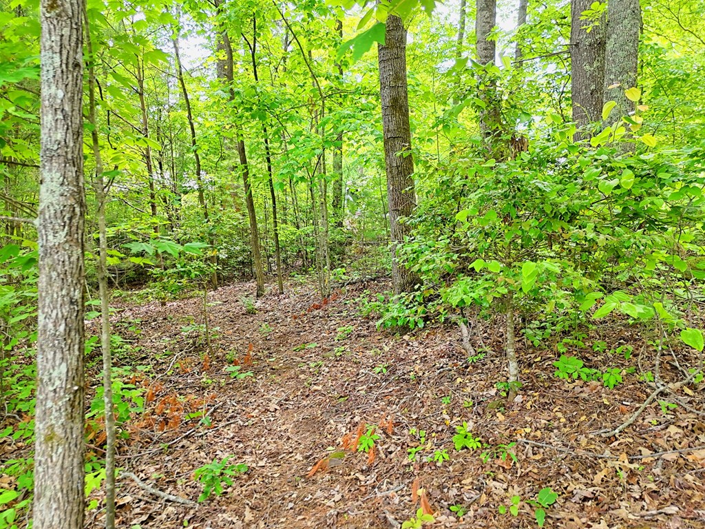 Lot 14 Old Hwy 64e Property Photo 9