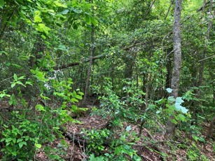 1275 Taylor Road Property Photo 41