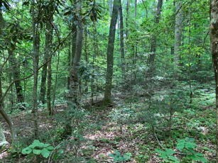 1275 Taylor Road Property Photo 53