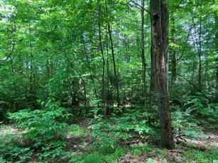 1275 Taylor Road Property Photo 57