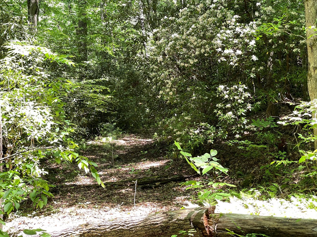 00 Cold Springs Lane Property Photo 3