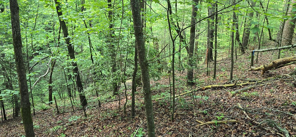 Lot 3760 Graham Court Property Photo 6