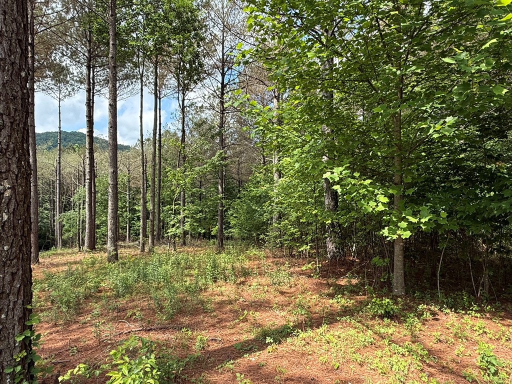 Lot 9 Eastview Trail Property Photo 6