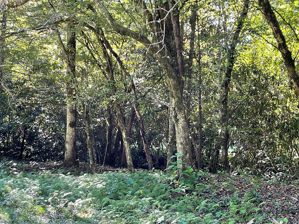 5 Tusquittee Crossing Property Photo 10