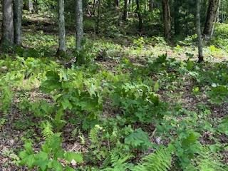 43 Tusquittee Crossing Property Photo 11