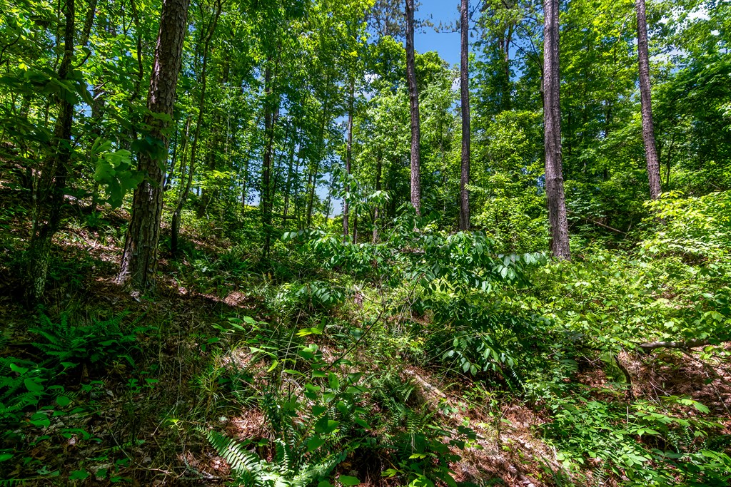 Lt160 Shallow Water Trail Property Photo 3