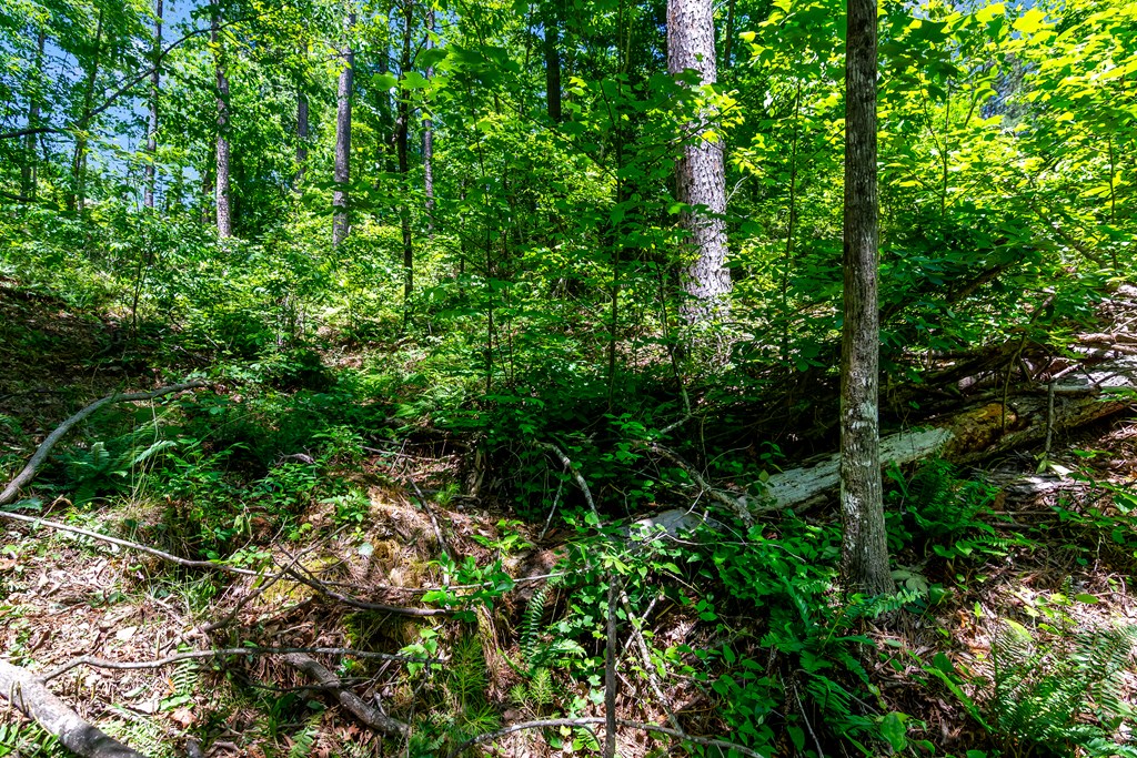 Lt160 Shallow Water Trail Property Photo 10