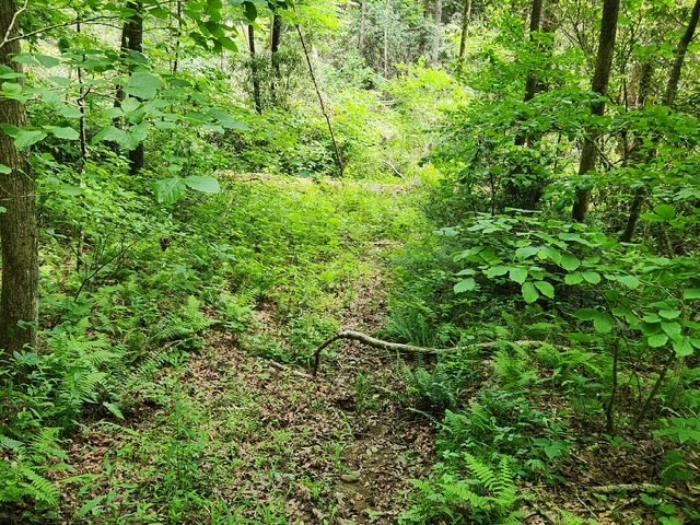 Ll 25 Cashes Valley Property Photo 2