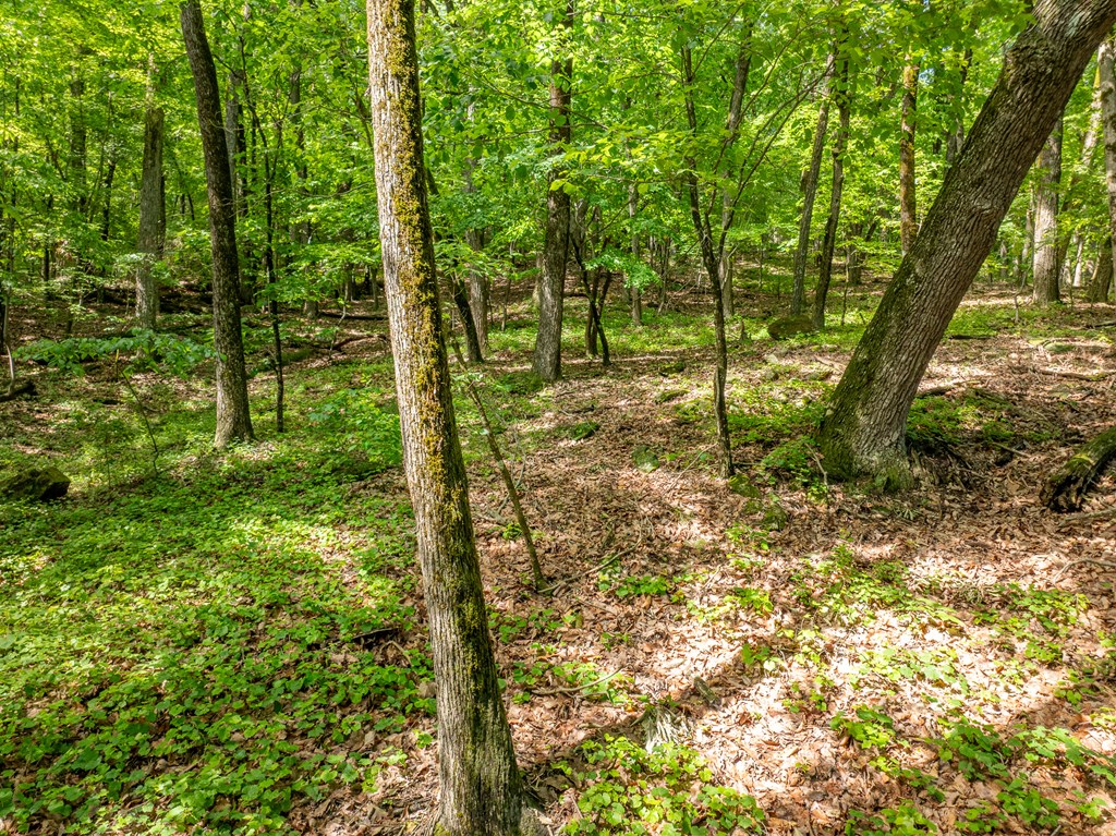 3.65 Ac Emory Stephens Rd. Property Photo 11