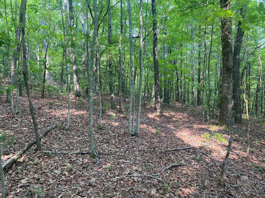 Lt 51 Property Photo 5