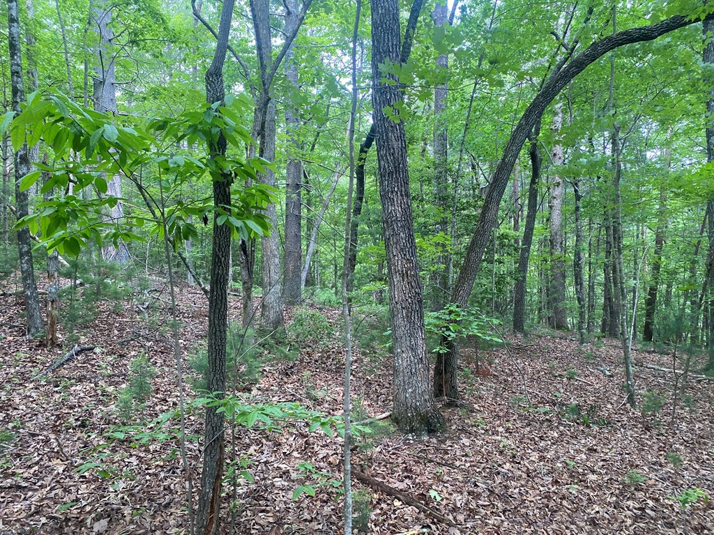 Lt 51 Property Photo 8