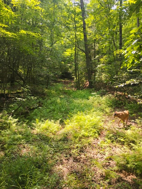 11.12 Ac Lowman Road Property Photo 4