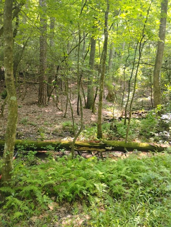 11.12 Ac Lowman Road Property Photo 6