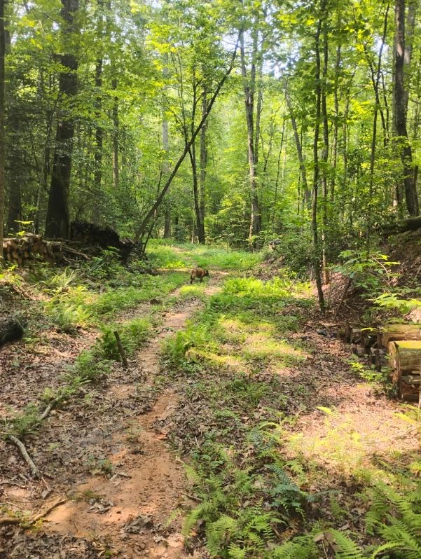 11.12 Ac Lowman Road Property Photo 7