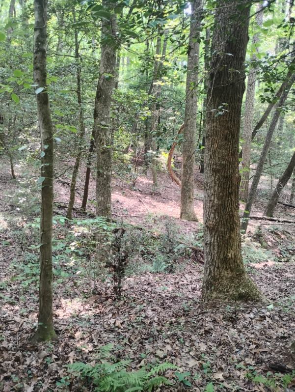 11.12 Ac Lowman Road Property Photo 9