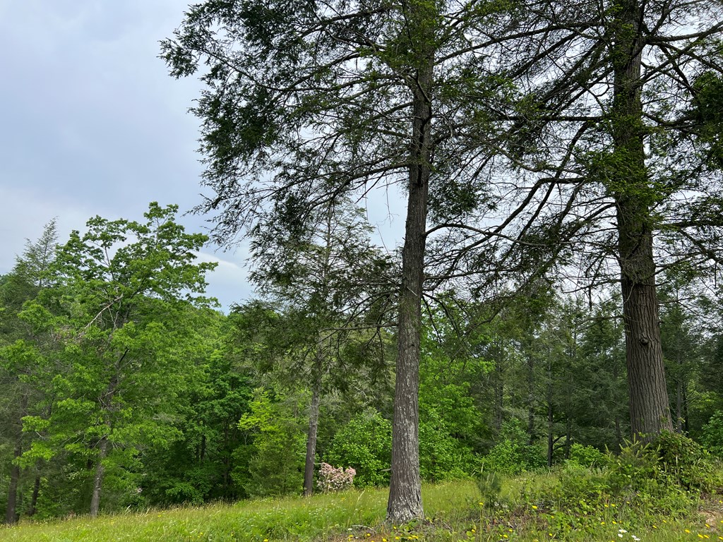 Lot 52 Madeline Way Property Photo 14