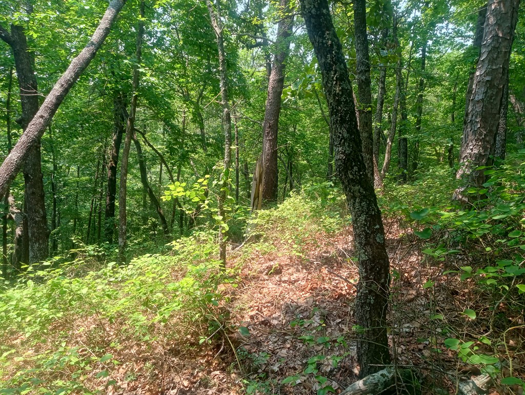 Lt 1227 Hilton Drive Property Photo 3