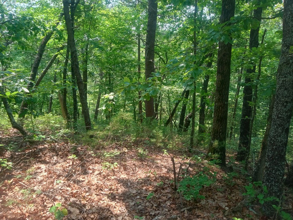 Lt 1227 Hilton Drive Property Photo 5