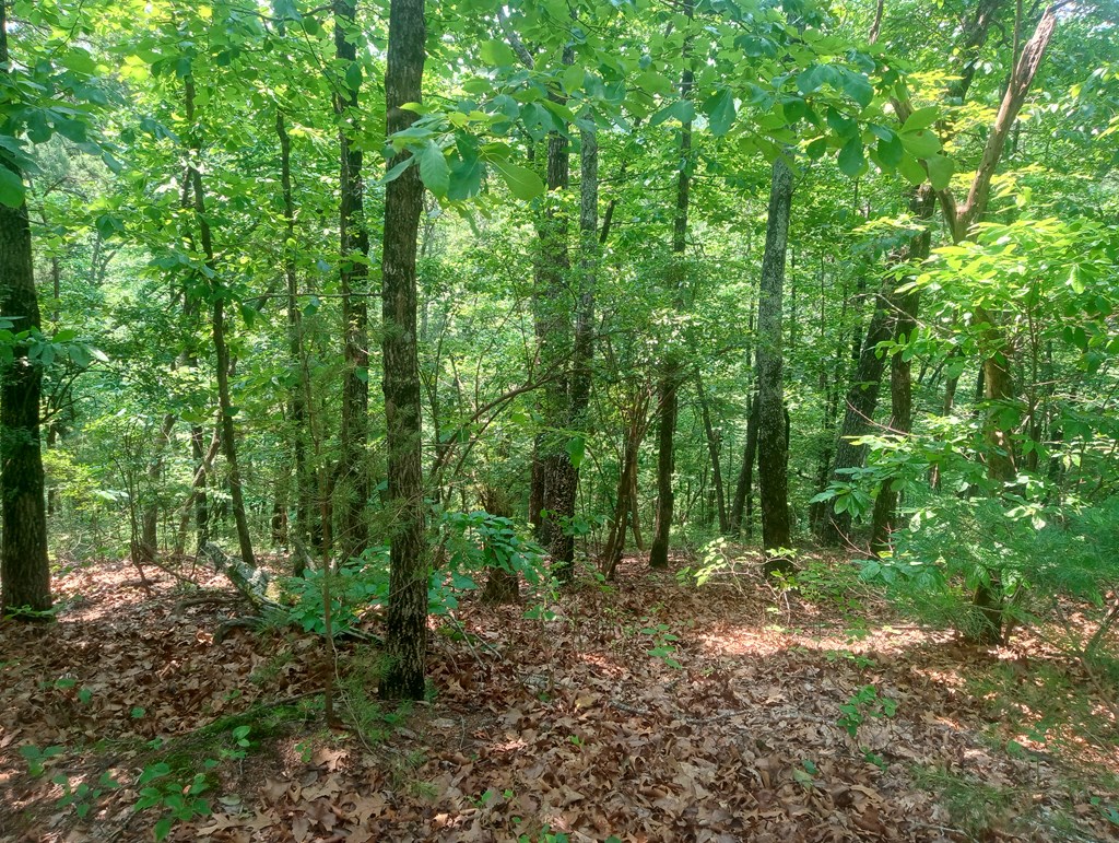 Lt 1227 Hilton Drive Property Photo 6