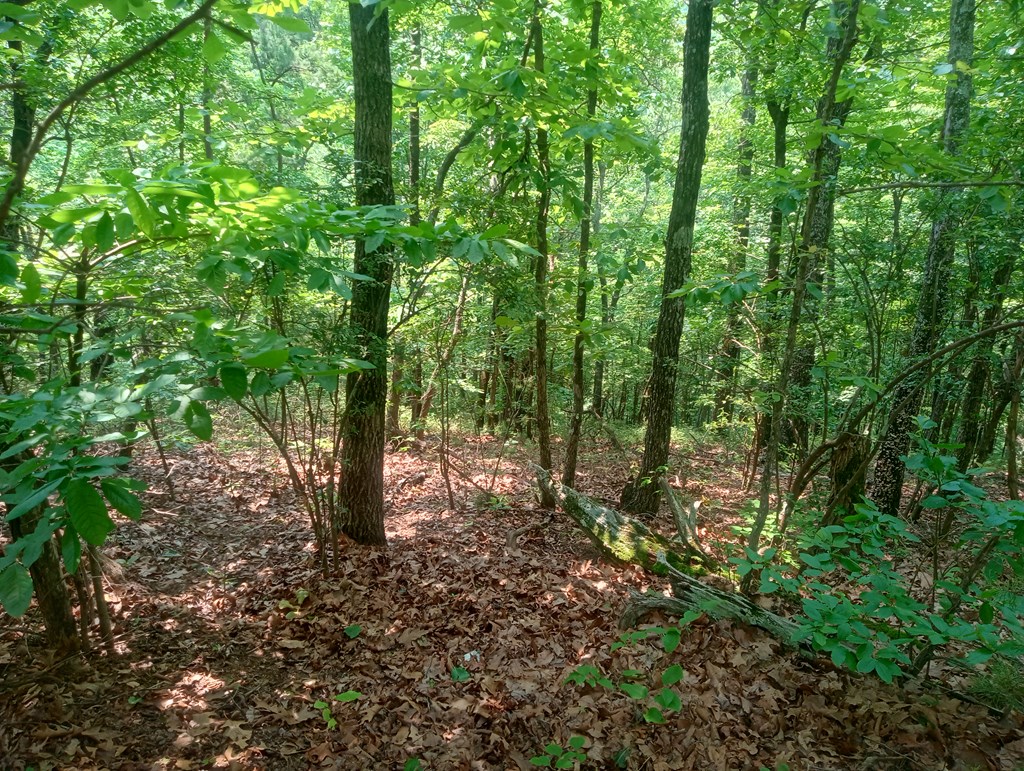 Lt 1227 Hilton Drive Property Photo 8