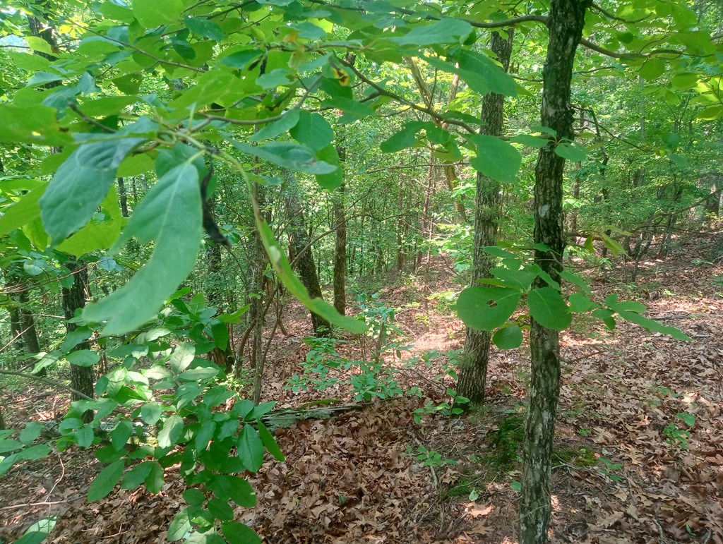 Lt 1227 Hilton Drive Property Photo 15