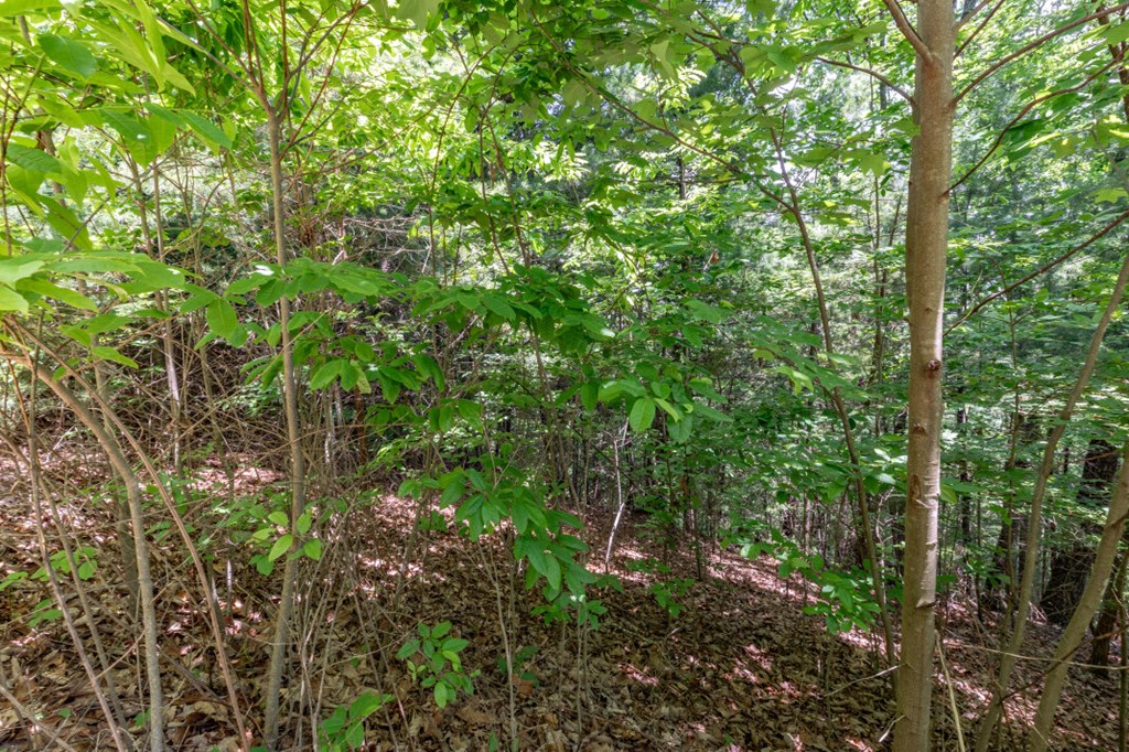 Lot 6 Wild Turkey Property Photo 6