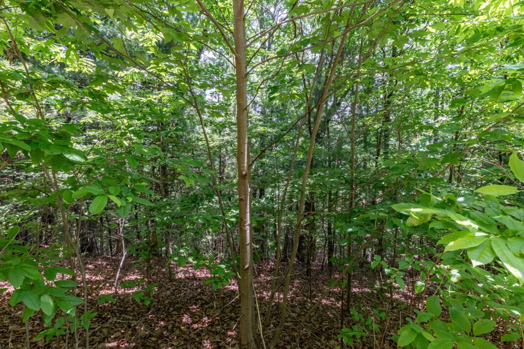 Lot 6 Wild Turkey Property Photo 7