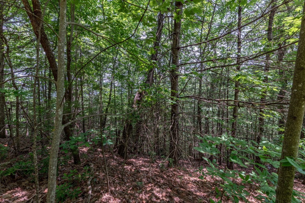 Lot 6 Wild Turkey Property Photo 8