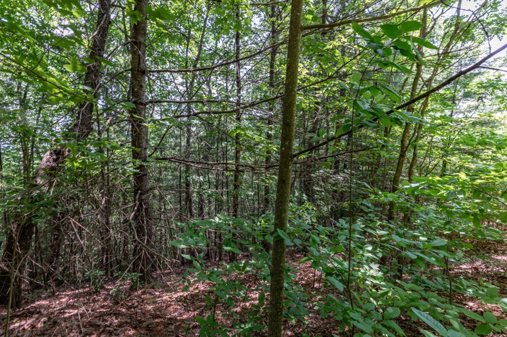 Lot 6 Wild Turkey Property Photo 9